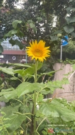 城北花苑中介出租图片