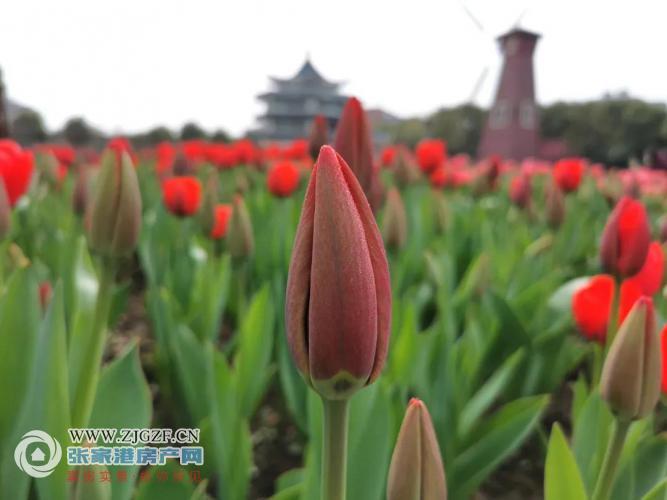 3月8日当天长江村郁金香公园免费限流向女性朋友开放