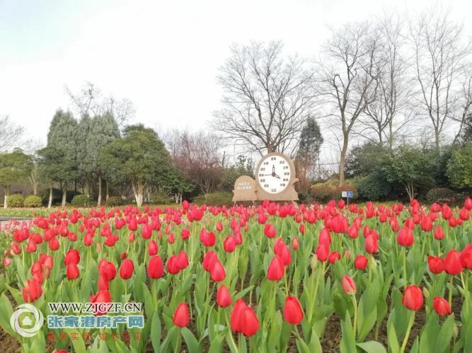 奔走相告梁丰生态园首届郁金香花展将于3月8日正式开放