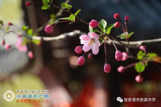 2020张家港中考成绩_张家港2020中考成绩出炉!最快查分看这里!