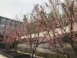 正荣香山麓院实景图，拍摄于2018/6/14