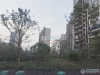 碧桂园凤凰台实景图，拍摄于2020/9/30