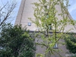 朗诗·国泰城实景图，拍摄于2021/6/11