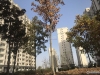 凤凰春晓实景图，拍摄于2021/6/15