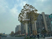 碧桂园翡翠湾三期实景图，拍摄于2021/6/17