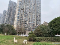 新桥碧桂园城市花园实景图，拍摄于2021/6/18