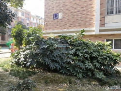 ������Է�������