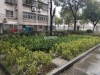 南丰镇振丰苑实景图，拍摄于2024/11/26