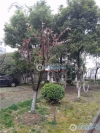 钢村嘉园实景图，拍摄于2024/11/28
