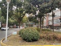 大南花苑实景图，拍摄于2024/11/28