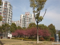 澳洋雅美阁花园实景图，拍摄于2024/12/4