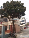 辰夏小区实景图，拍摄于2024/9/6