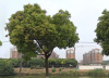 仓基花苑实景图，拍摄于2015/9/24